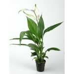 SPATIPHYLLUM VERT