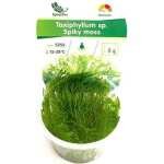 Mousse épicée in vitro