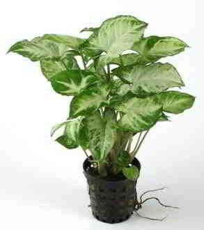 lutin-de-syngonium LUTIN DE SYNGONIUM – Image 1