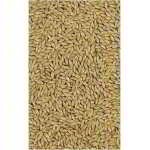 GRAINES D'ALPISTE VERSELE LAGA 1 KG