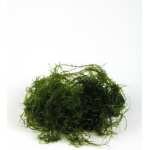 PORTION DE VESICULARIA DUBYANA